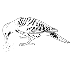 Common Flicker Free Coloring Page for Kids