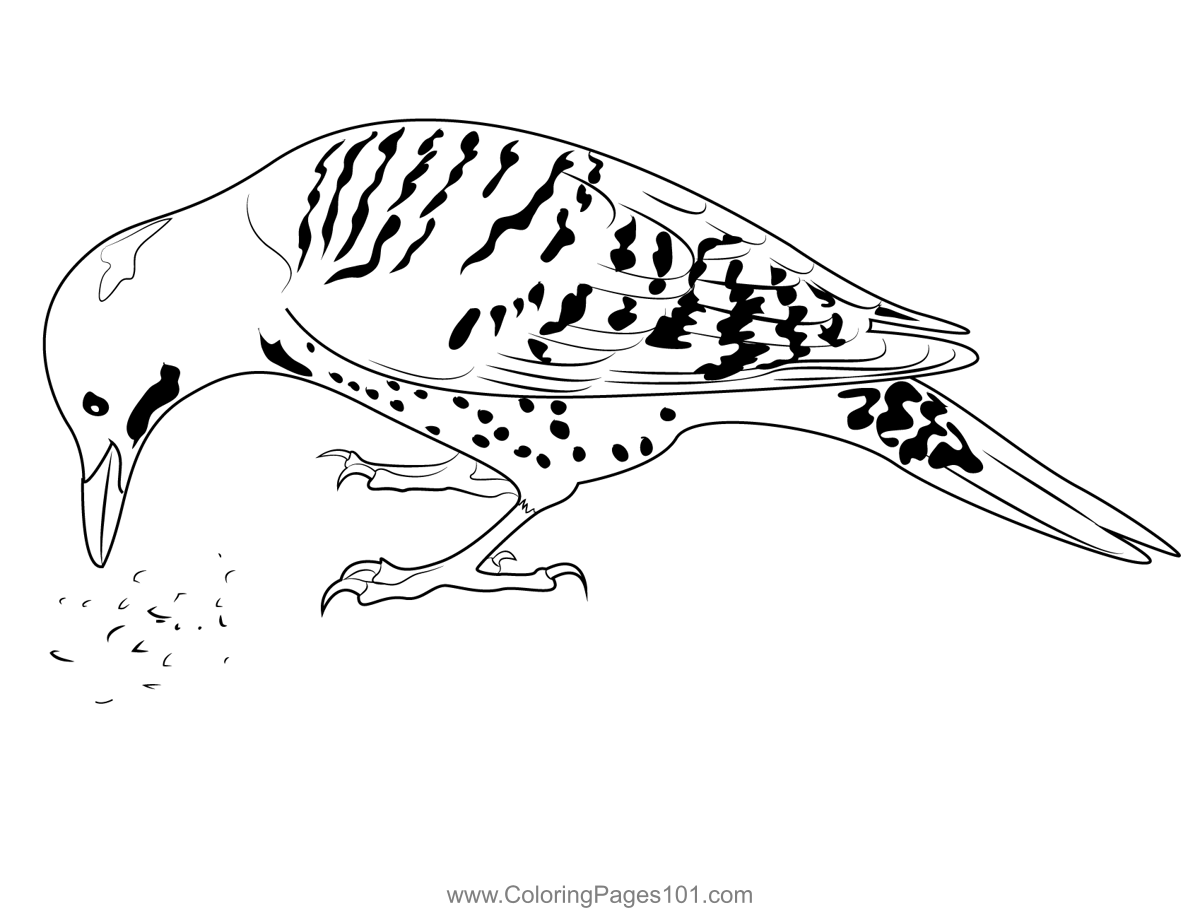 Common Flicker Coloring Page for Kids - Free Woodpeckers Printable
