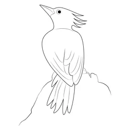 Female Banded Woodpecker Free Coloring Page for Kids