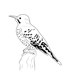 Female Red Shafted Northern Flicker Free Coloring Page for Kids