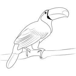 Female Toucan Bird Free Coloring Page for Kids