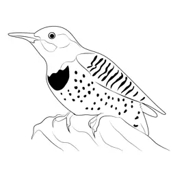 Flicker Bird Free Coloring Page for Kids
