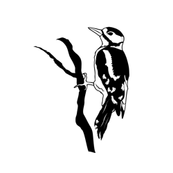 Great Spotted Woodpecker 1 Free Coloring Page for Kids