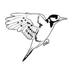 Great Spotted Woodpecker 2 Free Coloring Page for Kids