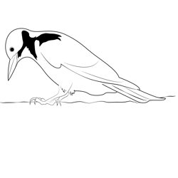 Great Spotted Woodpecker Free Coloring Page for Kids