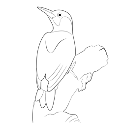 Green Woodpecker Free Coloring Page for Kids