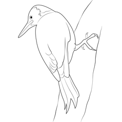Hang On Tree Woodpecker Bird Free Coloring Page for Kids