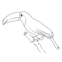 Keel Billed Toucan Free Coloring Page for Kids