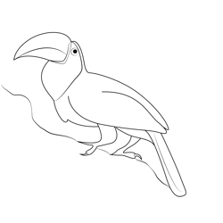 Look Toucan Free Coloring Page for Kids