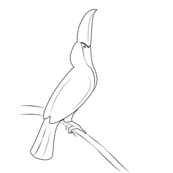 Look Up Toucan Bird Free Coloring Page for Kids