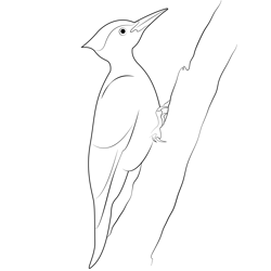 Male Pileated Woodpecker Free Coloring Page for Kids