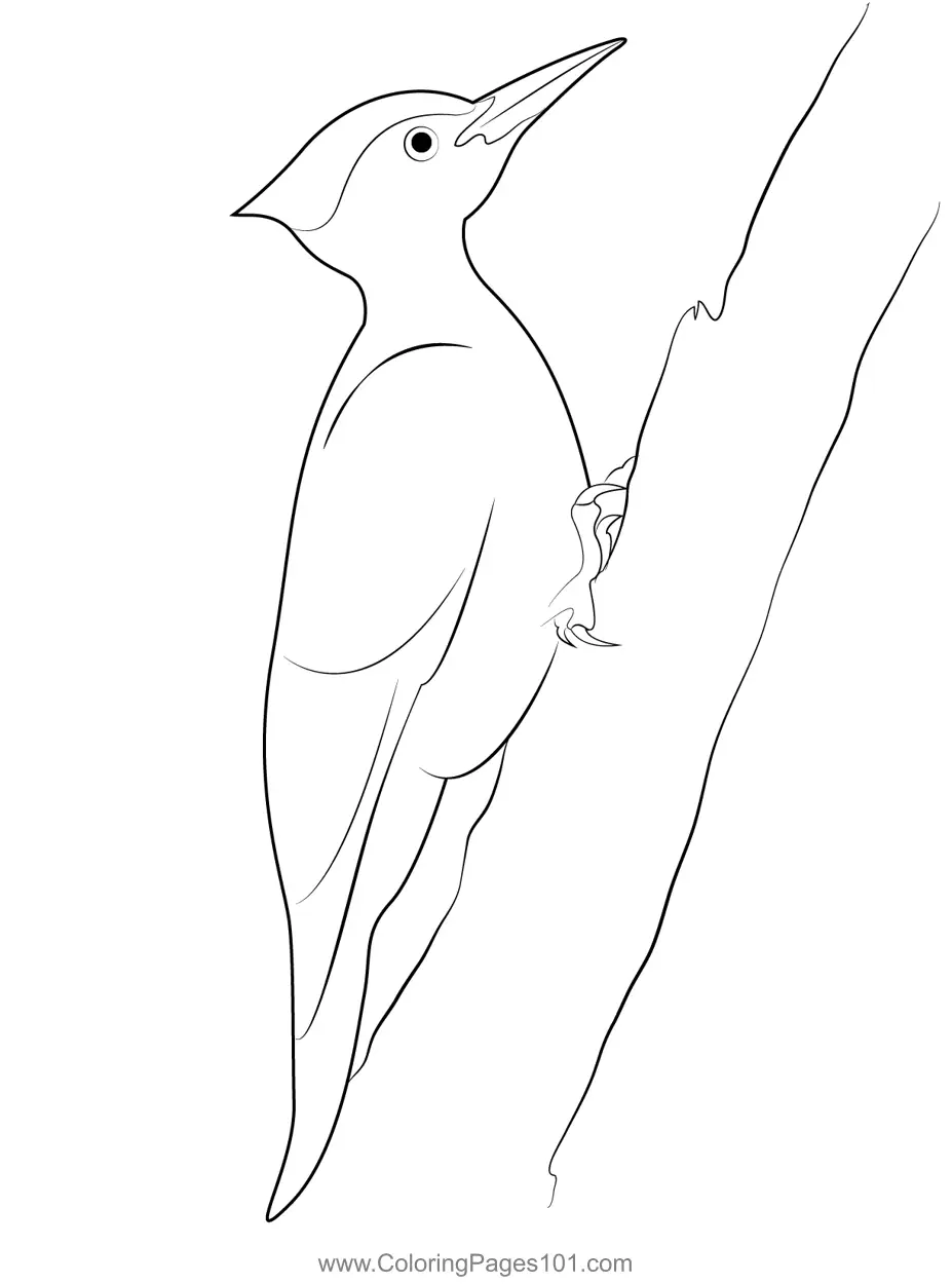 Male Pileated Woodpecker Coloring Page for Kids - Free Woodpeckers