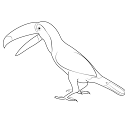 Male Toco Toucan Free Coloring Page for Kids