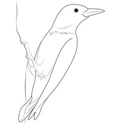 Nice Red Headed Woodpecker Free Coloring Page for Kids