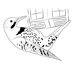 Northern Flicker At Feeder Free Coloring Page for Kids
