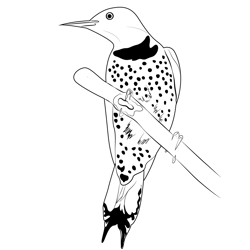 Northern Flicker Female Free Coloring Page for Kids
