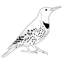 Northern Flicker Free Coloring Page for Kids