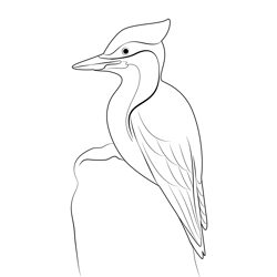 Pileated Woodpecker Bird Free Coloring Page for Kids