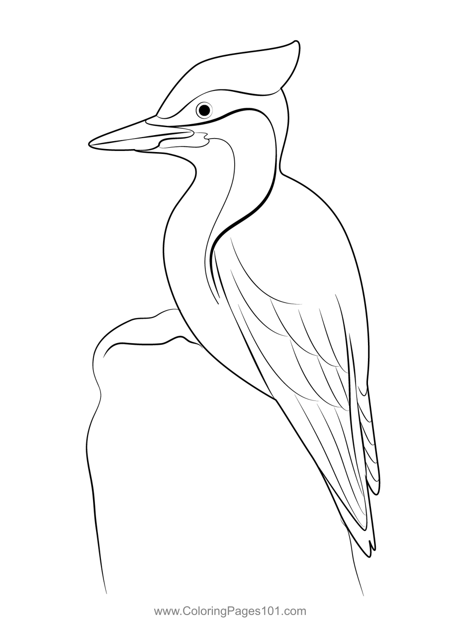 Pileated Woodpecker Bird Coloring Page for Kids - Free Woodpeckers