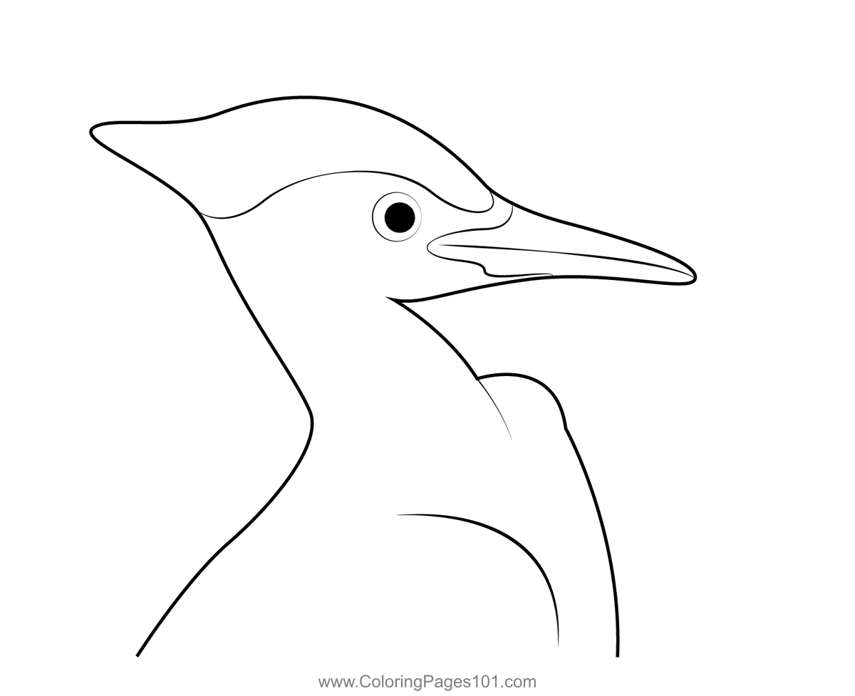 Pileated Woodpecker Head
