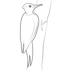 Pileated Woodpecker In A Tree Free Coloring Page for Kids