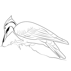 Pileated Woodpecker On Log Free Coloring Page for Kids