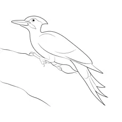Pileated Woodpecker Free Coloring Page for Kids