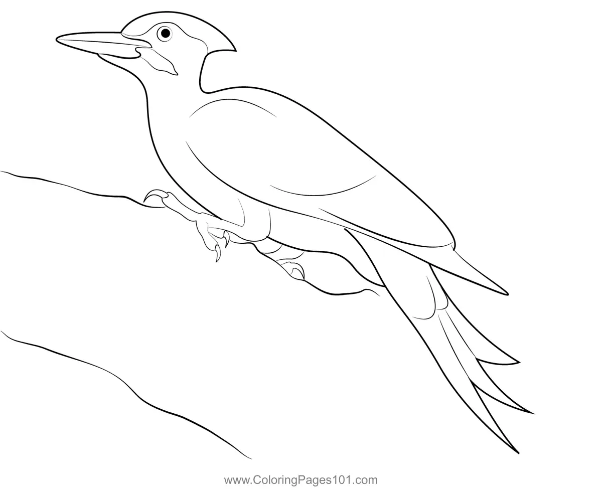 Pileated Woodpecker Coloring Page for Kids - Free Woodpeckers Printable
