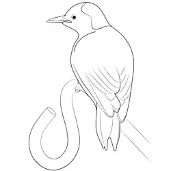 Red Bellied Woodpecker Bird 1 Free Coloring Page for Kids