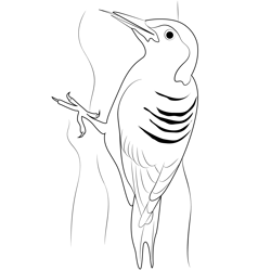 Red Bellied Woodpecker Bird Free Coloring Page for Kids