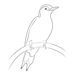 Red Bellied Woodpecker Bucktoe Free Coloring Page for Kids