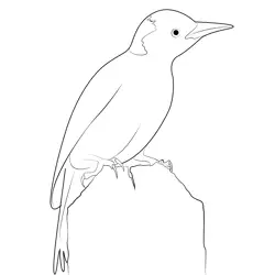 Red Bellied Woodpecker Female Free Coloring Page for Kids