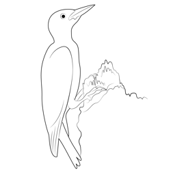Red Bellied Woodpecker Free Coloring Page for Kids