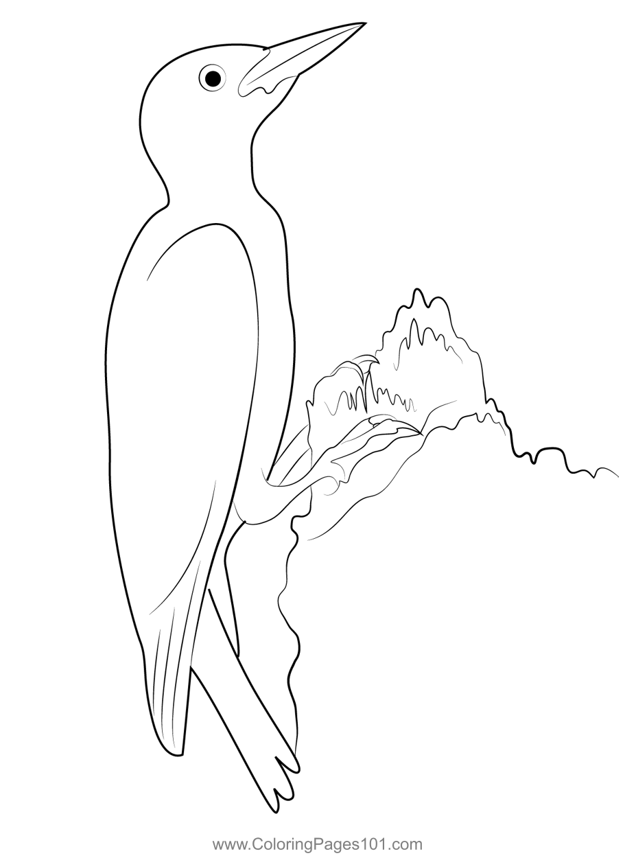 Red Bellied Woodpecker Coloring Page for Kids - Free Woodpeckers