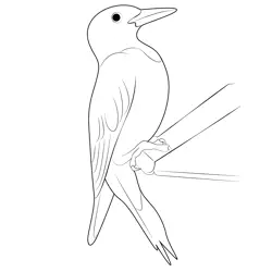 Red Headed Woodpecker Free Coloring Page for Kids