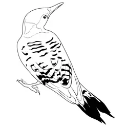 Red Shafted Flicker Free Coloring Page for Kids