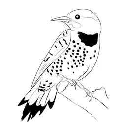 Red Shafted Northern Flicker Male Free Coloring Page for Kids