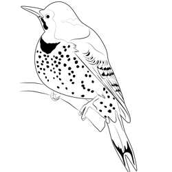 Red Shafted Northern Flicker Free Coloring Page for Kids