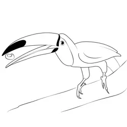 Toucan 1 Free Coloring Page for Kids