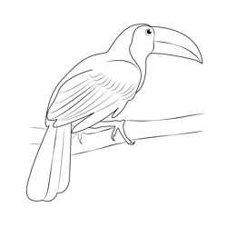 Toucan 11 Free Coloring Page for Kids
