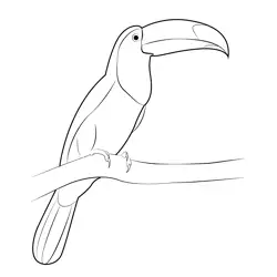 Toucan 12 Free Coloring Page for Kids