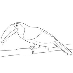 Toucan 14 Free Coloring Page for Kids