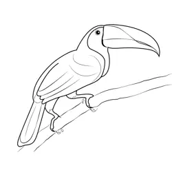 Toucan 16 Free Coloring Page for Kids