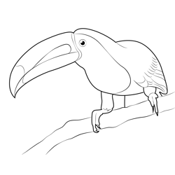 Toucan 17 Free Coloring Page for Kids