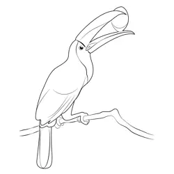 Toucan 4 Free Coloring Page for Kids