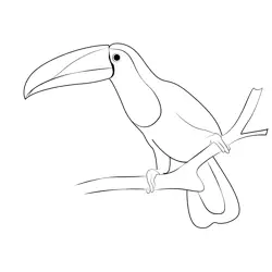 Toucan 6 Free Coloring Page for Kids
