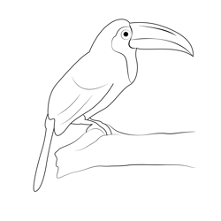 Toucan 7 Free Coloring Page for Kids