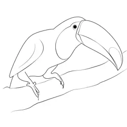 Toucan Picture Free Coloring Page for Kids