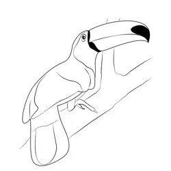 Toucan Free Coloring Page for Kids