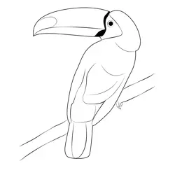 Tucan Bird Sitting On Branch Free Coloring Page for Kids